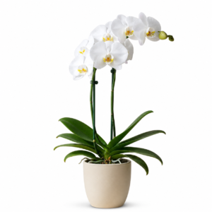 Orquídea