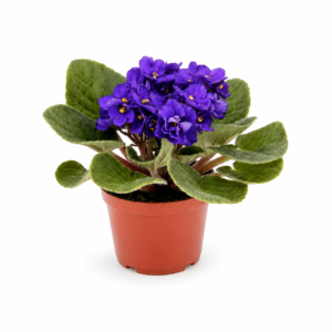 Violeta Plantada para Presente