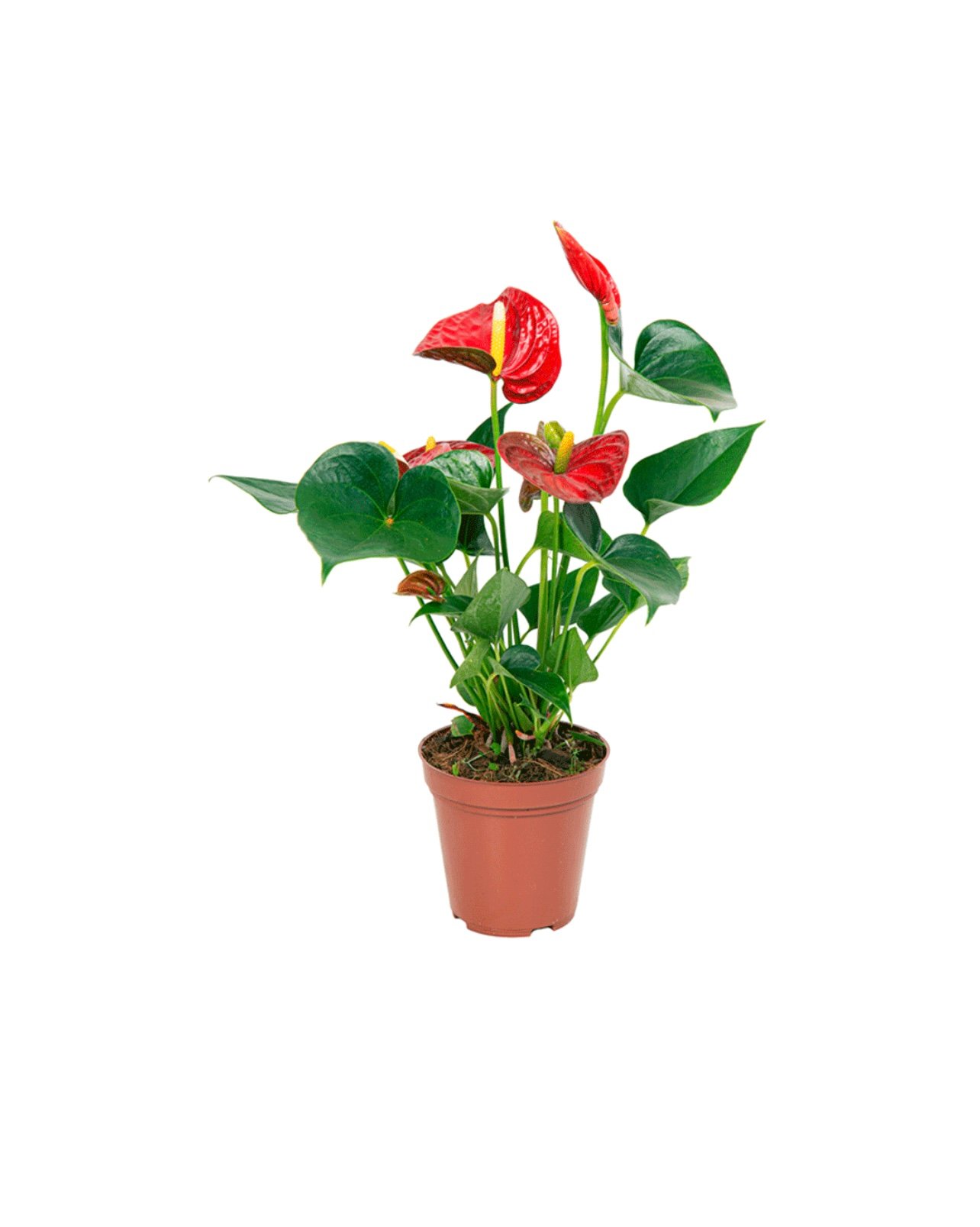 Antúrio Vermelho Plantado