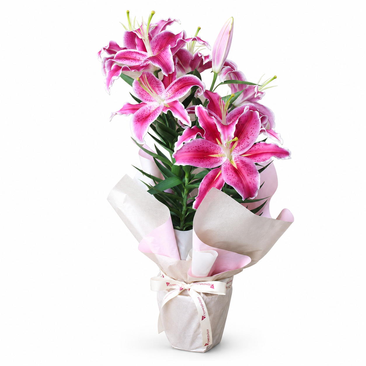 Lírio Rosa Plantado